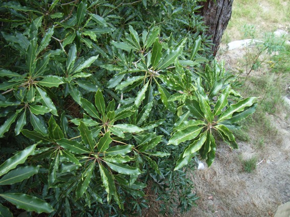 Sweet Pittosporum